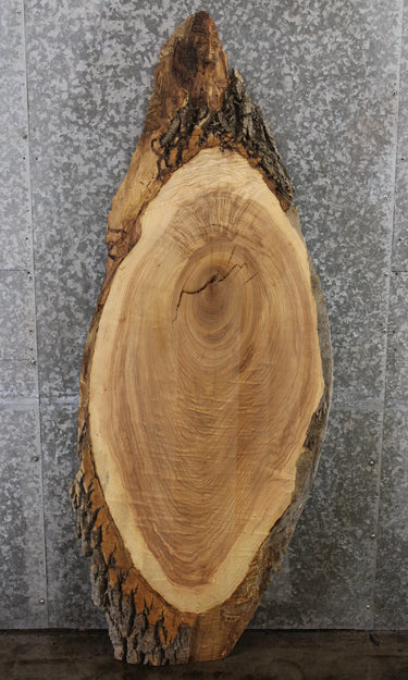 Live Edge Reclaimed Ash End/Accent/Coffee Table Top Slab 73
